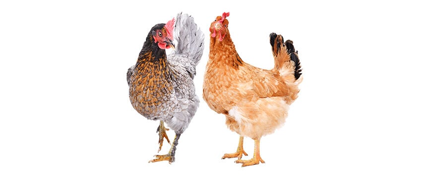 Poultry Products